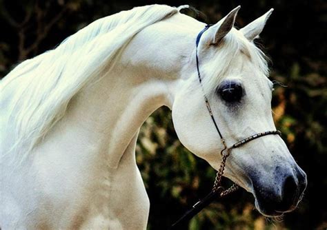 Beautiful Horse Breeds Of The World Hubpages