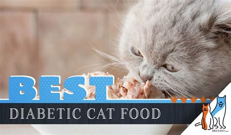 Best Diet For Diabetic Cats Martlabpro