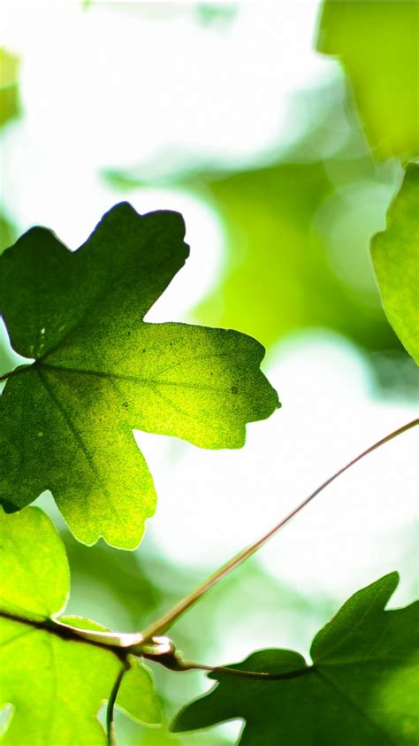 Green Leaves 4k Wallpapers Hd Wallpapers Id 19188