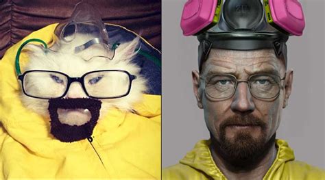 Cats Who Totally Look Like Famous Tv Characters