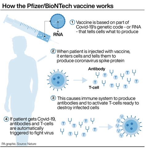 But the immune system also contains special cells called memory b cells and memory. UK approves BioNTech and Pfizer's COVID-19 vaccine
