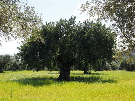 Hd Wallpaper View Of Tree During Day Time Olive Tree Olive