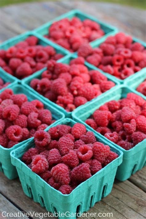 Maybe you would like to learn more about one of these? Plant Raspberry Canes for a Fruitful Summer Harvest ...