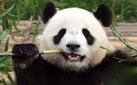 熊猫成中国英雄，开国60多年让多国臣服，至今争抢不停！哔哩哔哩bilibili