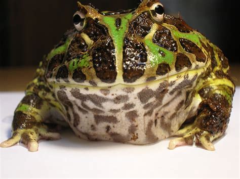 Best Pet Frogs For Beginners Pethelpful