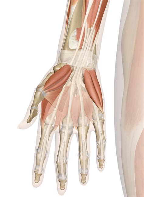 Main bones, joints and muscles of the body: Muscles of the Hand and Wrist | Interactive Anatomy Guide