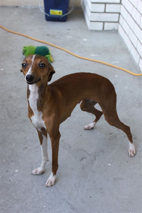 Shop italian greyhound designs in fabric, wallpaper and home decor. Italian Greyhound: Italian Greyhound Brown White ...