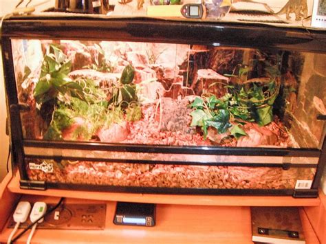 The other is just a solid brown with a single white line going down the center of his back. How much does it cost you to house a snake?