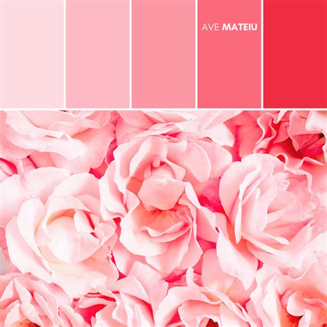 Close Up Of Pink Rose Flowers Color Palette 400 Ave Mateiu