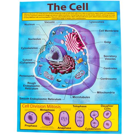 Carson Dellosa Anchor Chart The Cell Science Stem 17 X 22 Inches