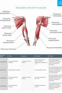Upper Limb Muscle Charts Arm Muscle Anatomy Human Muscle Anatomy