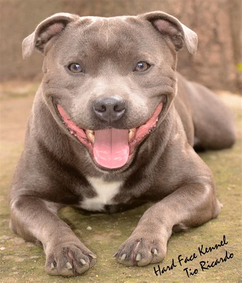 He is far too much a people dog to be exiled to the yard, and far too much an athlete to be stuck inside all day. STAFFORDSHIRE BULL TERRIER STAFFBULL HARDFACE TIO RICARDO ...