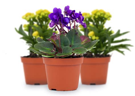 Check spelling or type a new query. Garden Plants | Hall's Garden Centre | Garden & Aquatics ...