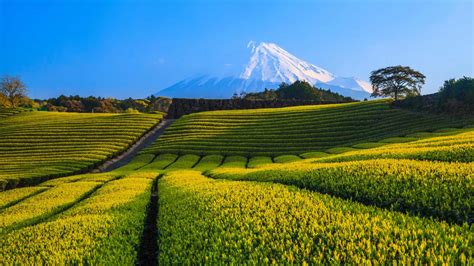 Check spelling or type a new query. Free download Ultra HD 4K Computer Background Bing April ...
