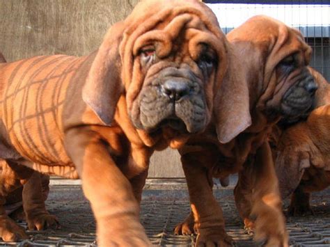 Most Expensive Dog Breed In India Korean Dosa Mastiff