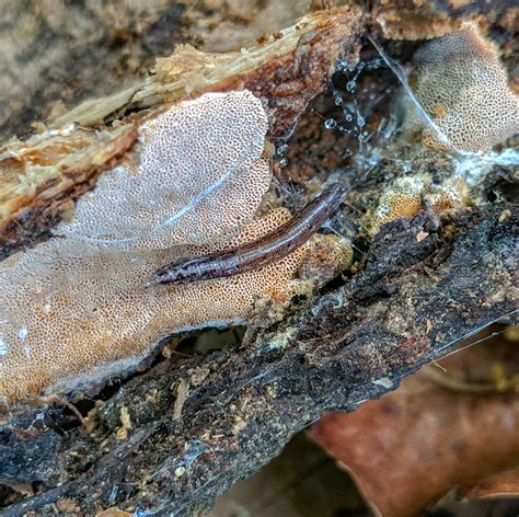 Predatory Fungus Gnat Larva Of A Predatory Fungus Gnat In Flickr