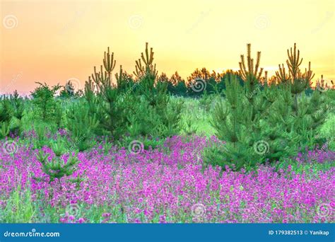 Mazing Spring Landscape With Flowering Purple Flowers In Meadow Stock