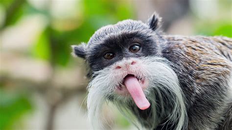 Tamarin empereur Zoo de Mulhouse parc zoologique et botanique