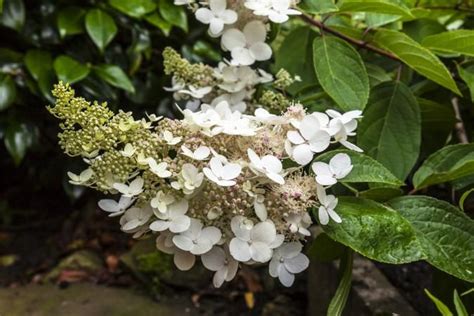 Peegee Hydrangea Plant Care And Growing Requirements Lovetoknow