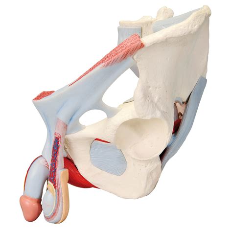 3b Male Pelvis Skeleton W Ligaments Vessels Nerves Pelvic Floor Muscles And Organs 7 Parts