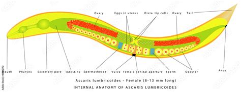 Obraz W Ramie Ascaris Lumbricoides Female Internal Anatomy Of
