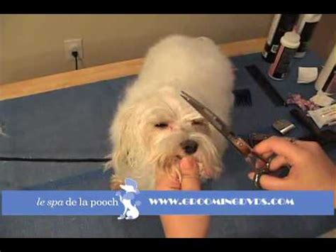 To trim the hair in a way that is comfortable for your dog and looks right, you'll need more than a standard decide how short you want to cut the fur. How To Trim Around The Eyes On A Maltese-Clean Hair From ...