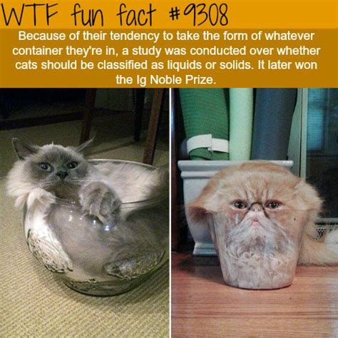 40 Interesting Wtf Fun Facts That You Probably Didnt Know Amazing Wtf Facts