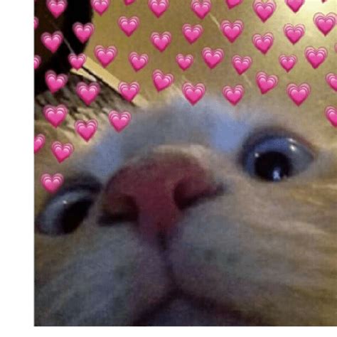 Pocoyo Cute Cat Memes Cute Animal Memes Cute Love Memes Funny Cats