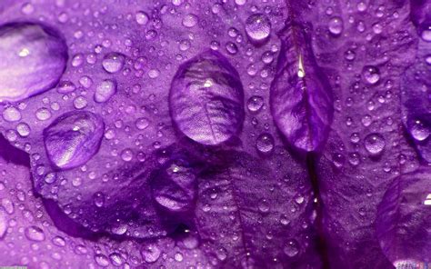 Purple Rain Wallpaper Open Walls