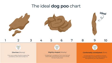 How Often Should A Puppy Poop On A Raw Diet