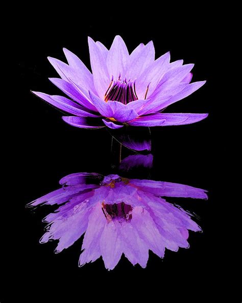 Purple Water Lily Photograph By Elizabeth Budd