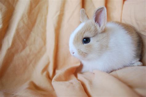 Look At This Bunny Posing For The Camera Cute Bunny Pictures Cute