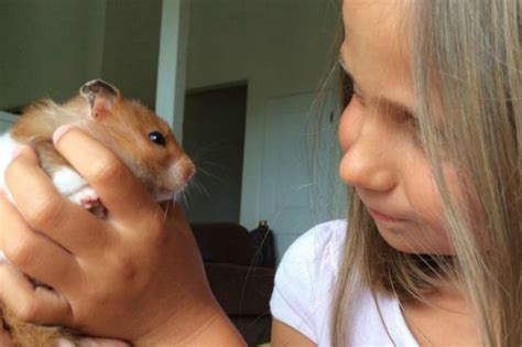 Do Hamsters Make Good Pets For Kids Brie Brie Blooms