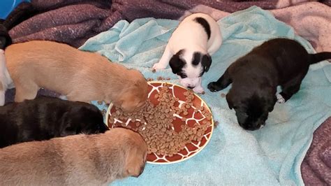 Puppies need enough food for them to grow healthy but they cannot digest much in one seating — so make sure they eat a little bit but often! Puppies 1st food - YouTube