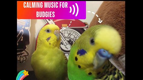 Calming Music For Budgies Youtube