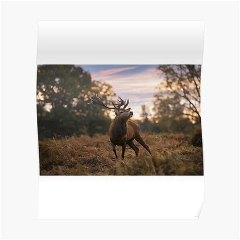 Dawn Display Premium Poster For Sale By Cameronbrewer1 Redbubble