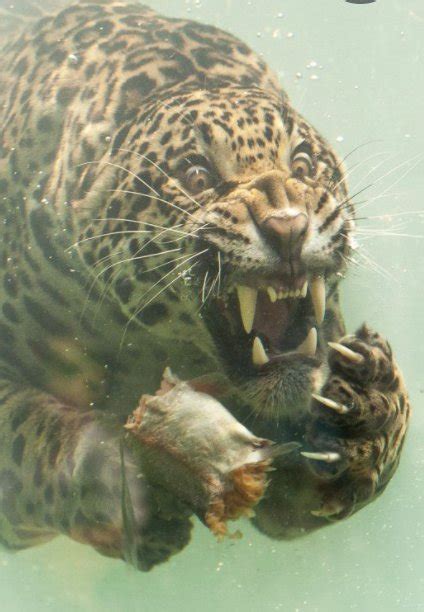 Arriba 70 Imagen Is The Jaguar The Most Dangerous Cat In