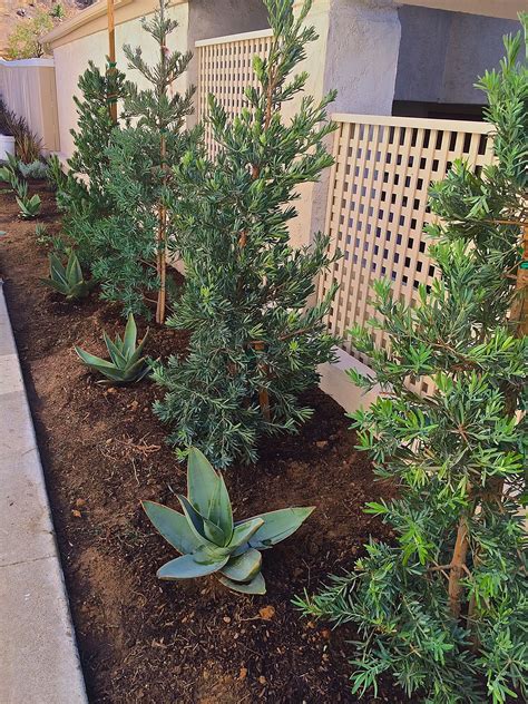 California Drought Friendly Plants Podocarpus Elongates Monmal And