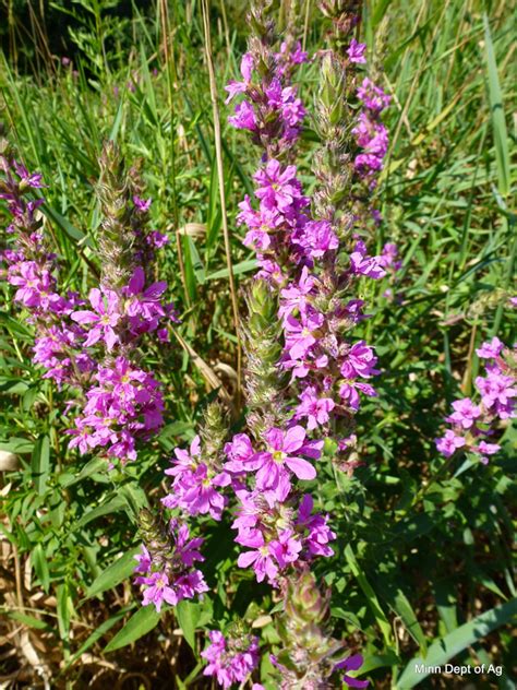 Weed with purple flowers and spikes. Purple Loosestrife | Minnesota Department of Agriculture