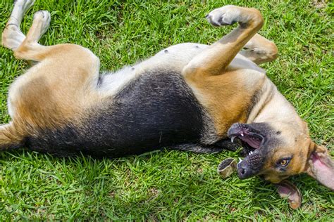 6 Reasons Why Your Dog Is Shaking And Acting Weird