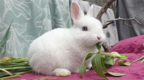 Netherland Dwarf Rabbit Colours Types Bunny Buddy West Coast