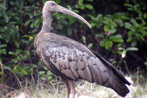 Giant Ibis 11 Facts About Cambodias National Bird