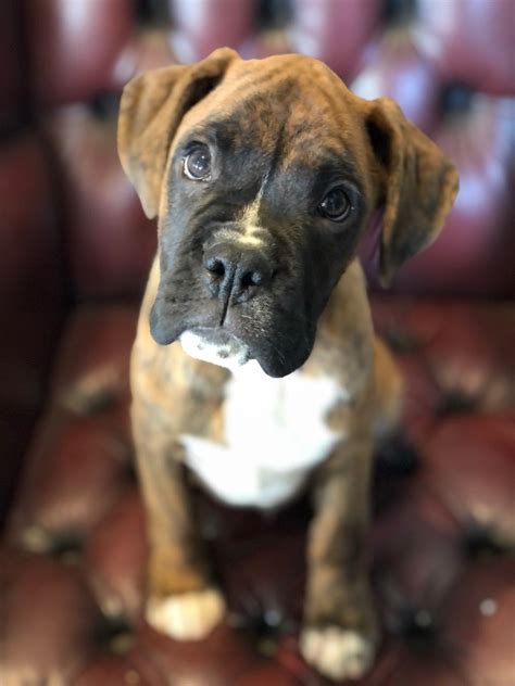 Beautiful Boxer Puppies Bobtail And Long Tail Aberystwyth Ceredigion Pets4homes