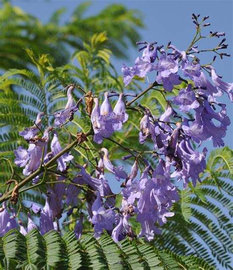 Jacaranda Mimosifolia Jakaranda Can Botanik