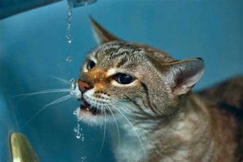 While these parasites don't affect people, another feline coccidia, toxoplasmosis, can. Cystitis in Cats, Symptoms, Causes, Home Treatments and ...