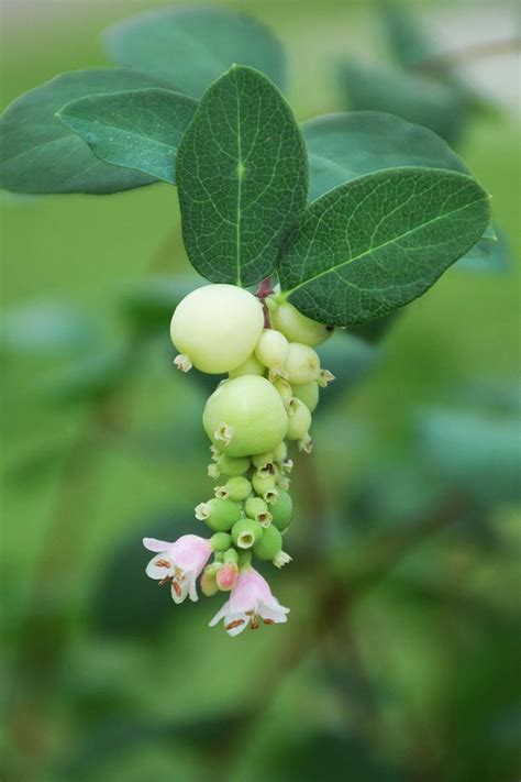 White Snowberry Symphoricarpos Albus Prairie Nursery Garden Nursery