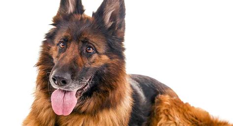 Old German Shepherd Dog Dog Breed Information And Pictures Livelife