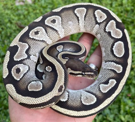 Mojave Double Het Vpi Axanthic Pied Ball Python By Constricted Reptiles
