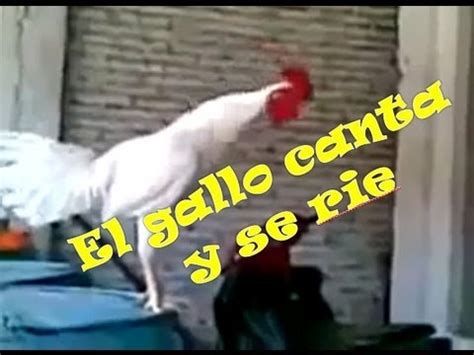 El Gallo Canta Y Suelta La Risa A Carcajada YouTube