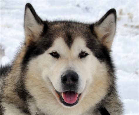 Anjing kampung adalah anjing mongrel atau anjing lokal atau anjing campuran yang berasal dari beragam jenis anjing dengan ciri khas ras tertentu yang sudah tidak bisa ditelisik lagi jenis aslinya. keistimewaan Anjing Ras Alaskan Malamute - elinotes